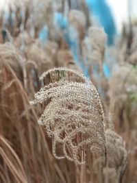 Close-up of frozen plant