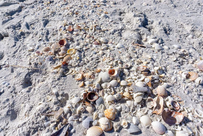 High angle view of shells on beach