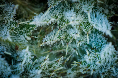Close-up of frozen pine tree