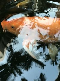 Close-up of koi fish in water