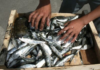 Cropped man hands over frozen sardines in crate