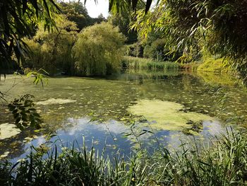 Scenic view of lake by trees