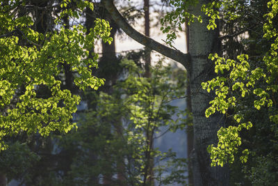 Trees and plants