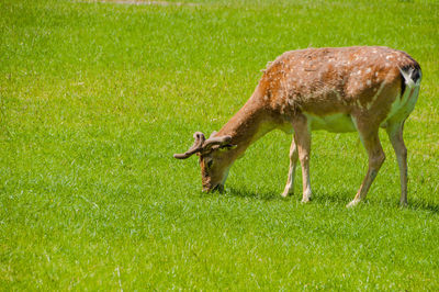 Side view of a horse grazing in field