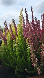 Flowers growing on tree