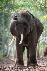 Elephant in a forest