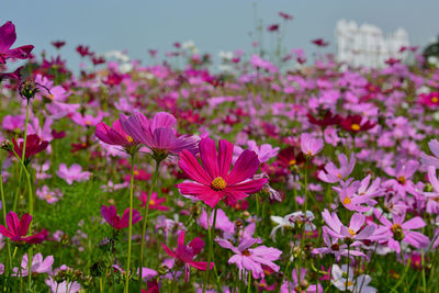 Close-up of pink cosmos flowers