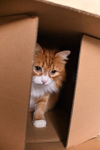 cardboard box