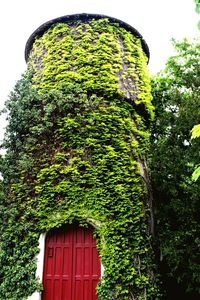 Low angle view of trees