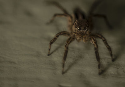 Close-up of spider on web