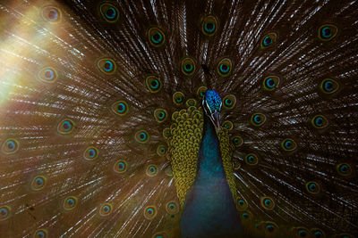 Close-up of peacock