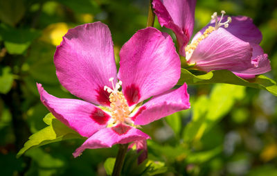 Close-up of pink flowering plant