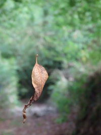 Close-up of dry leaf