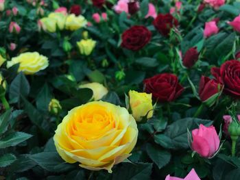 Close-up of yellow roses