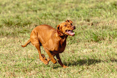 Vizsla dog running and chasing coursing lure on green field