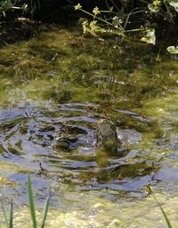 High angle view of fish swimming in lake