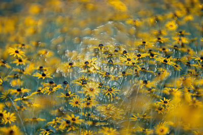 Close-up of yellow flowering plants on field