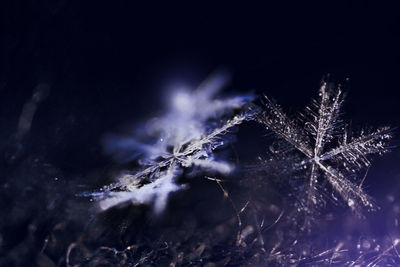 Close-up of frozen plant against black background