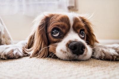 Close-up portrait of dog resting at home