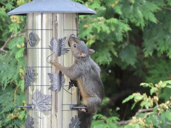 View of squirrel on a bird feeder