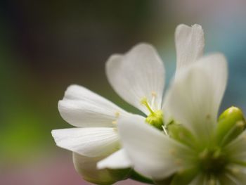 Close-up of white flowering plant