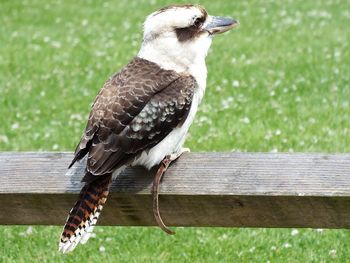 Close-up of bird perching on wood