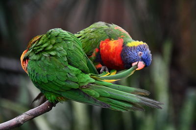 Parrots helping each other