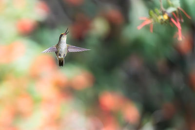 flying