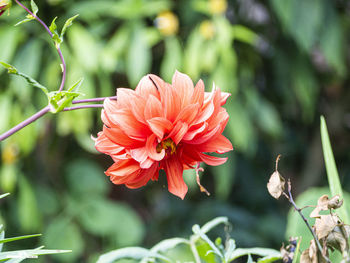 Close-up of red flower