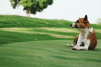 Dog standing on grassy field