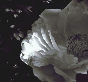 Close-up of white flowers