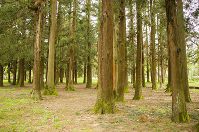 Old big trees forest in the park, zugdidi botanic garden in georgia