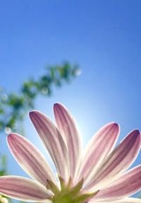 Close-up of fresh flower against clear sky