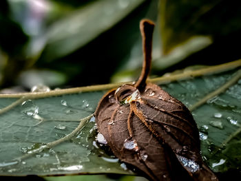 Close-up of wet dry leaves floating on water