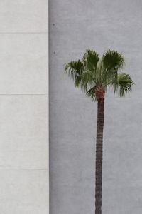 Close-up of palm tree against wall