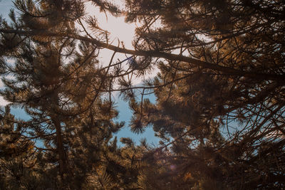 Low angle view of trees in forest