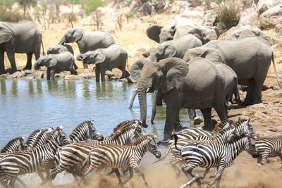 Elephants and zebras by pond