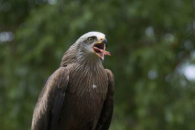 Red kite bird with brown feathers sitting with opened beak in green woods