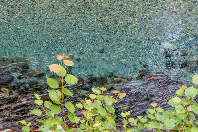 Close-up of plant floating on water