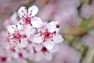 Close-up of pink cherry blossoms in spring