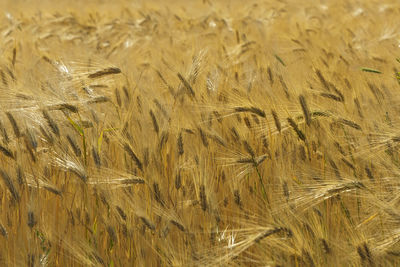 Full frame shot of the wheat field