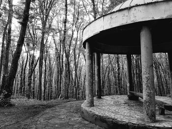 Walkway amidst trees in forest