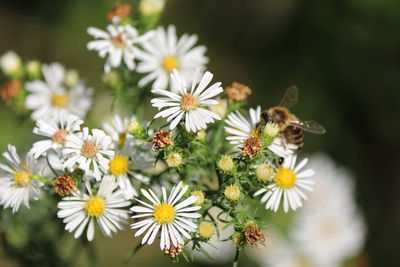 Close-up of bee pollinating on flower