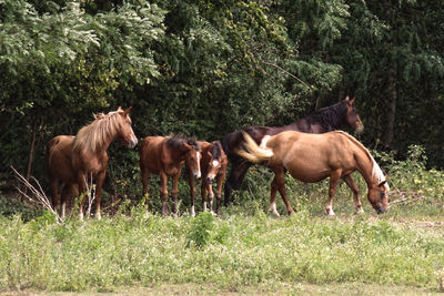 Horses running on field