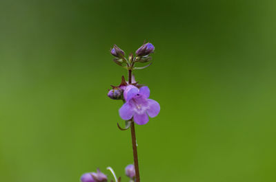 Close-up of purple flowering plant