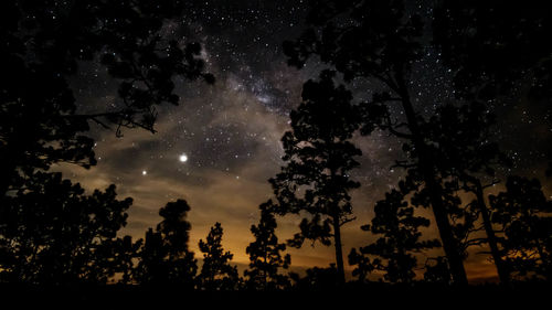 Low angle view of silhouette trees against sky at night