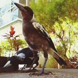 Close-up of bird perching on tree
