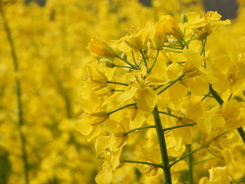 Close-up of yellow flowering plant