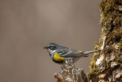 Bird perching on a rock