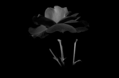 Close-up of flowering plant against black background